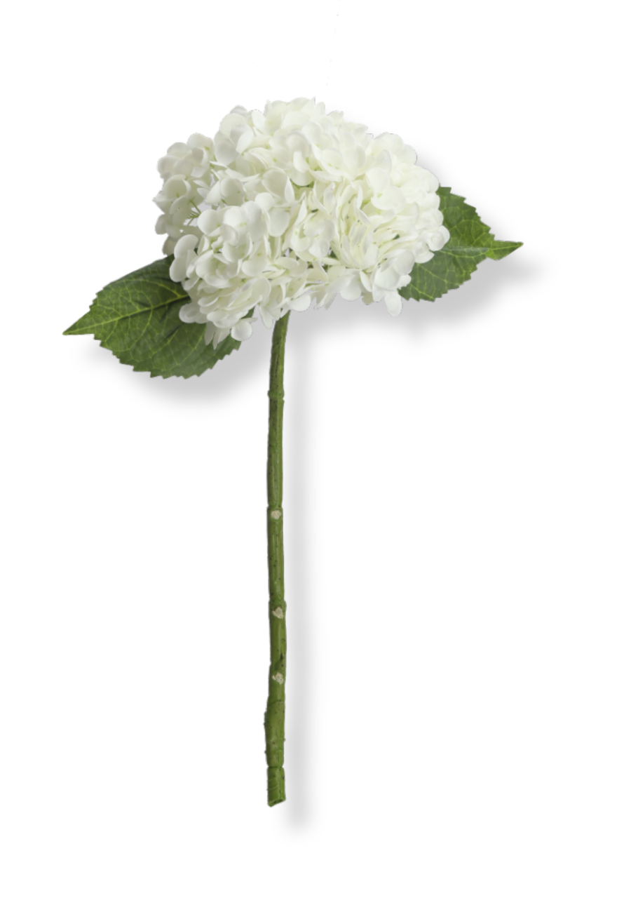 Hortensia blomst - hvid